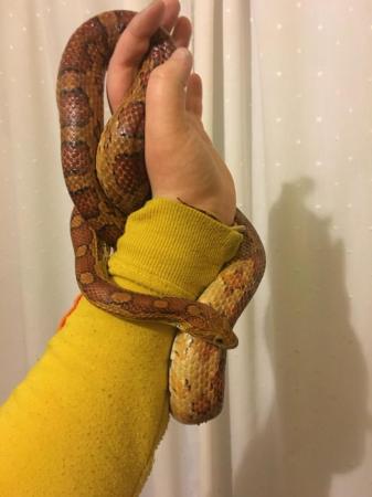 Image 1 of Female Corn Snake and Viv