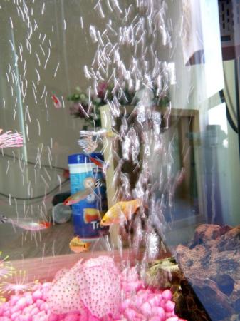 Image 1 of 80l tank with all accessories and fish