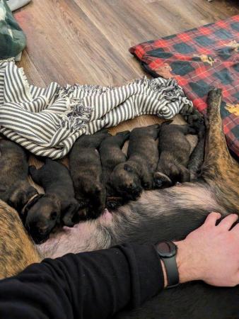 Image 5 of SOLD! Dutch herder pups from a mixed litter BRN registered