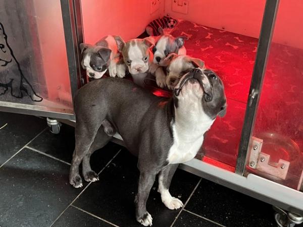 Image 14 of chunky rare colours full pedigree blue eyed Boston terriers