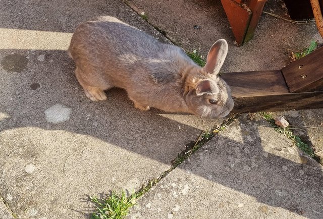 Image 5 of Male adult rabbit for rehomeing
