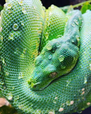 Image 2 of Pair of Green tree python (Aru) cb19 SOLD!!!