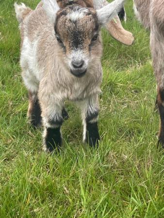 Image 3 of Pygmy goat billy kid for sale