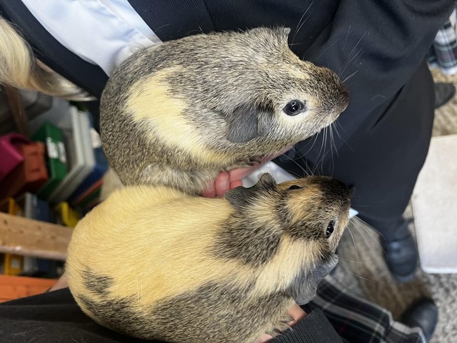 2 male guinea pig pups for rehoming