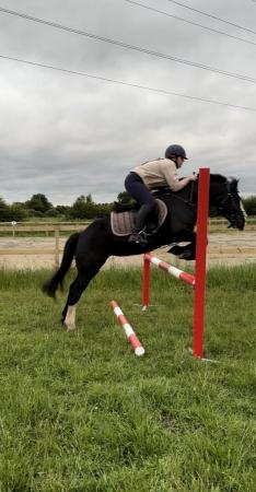 Image 1 of Hey There Delilah - 13HH Welsh C X Mare
