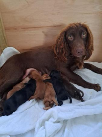 Image 5 of Gorgeous worker Sprocker pups