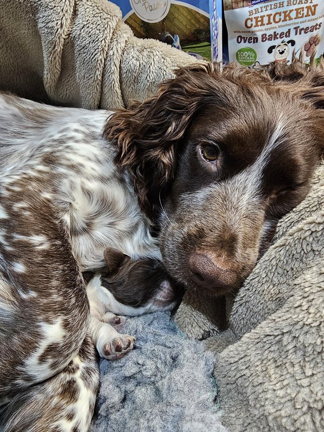 Preloved spaniels clearance for sale