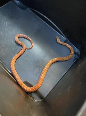 Image 5 of Blood Tessera Corn snake Male £75