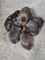 Image 9 of KC registered Cocker Spaniel puppies for sale