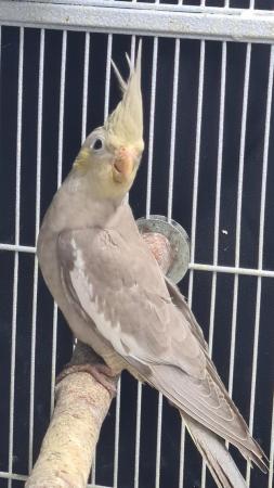 Image 3 of Young cockatiels avairy bred...