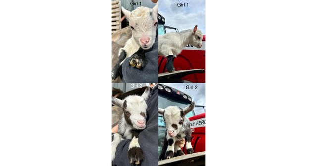 Image 2 of Stunning Pygmy Goat Nanny kids for sale