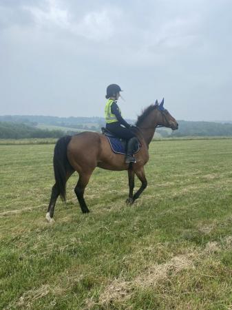 Image 1 of Looking for a sharer for my 16.1 gelding