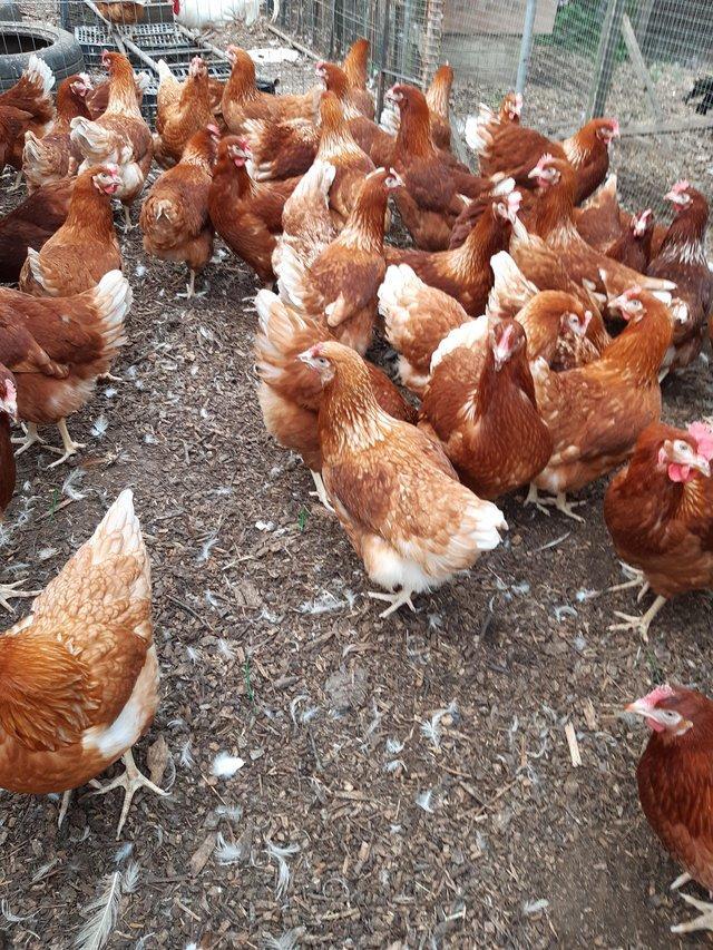 Preview of the first image of BROWN HYBRID FREE RANGE HENS,.