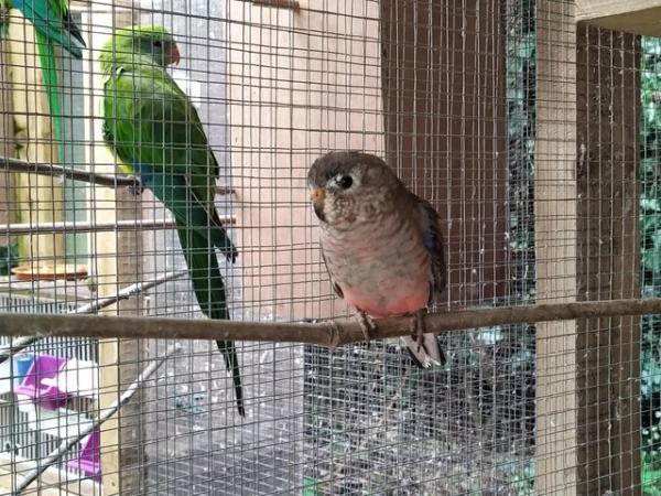 Image 3 of Male avairy bred normal coloured Bourke parakeet