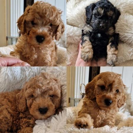 Image 9 of Last 2 Ready f1 cavapoo male puppies reduced apricot