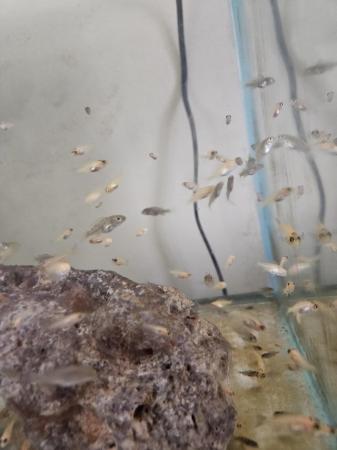 Image 12 of 3-6 month old african cichlid for sale