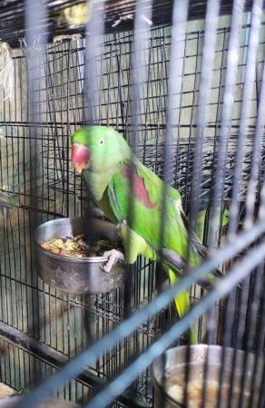Image 4 of Beautiful Female Alexandrine For Sale (NOT TAMED)