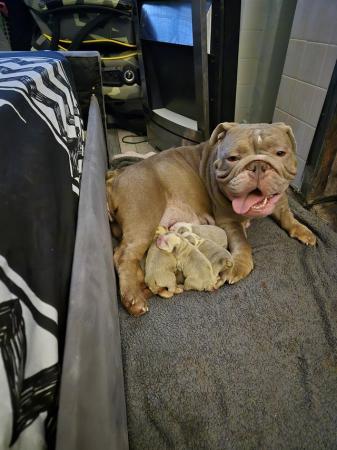 Image 5 of English bulldog puppies only 1 boy and 2 girls left