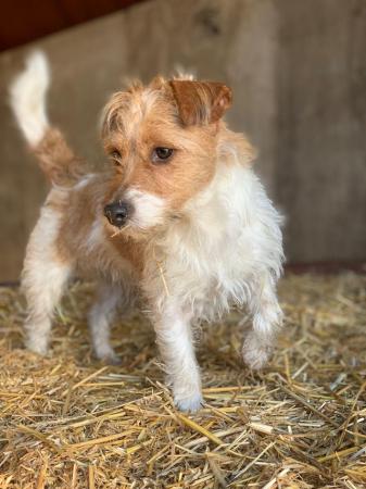 Image 3 of Stunning Jack Russell Terriers