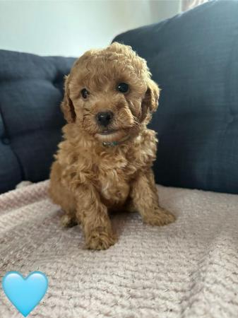 Image 3 of Stunning Red Maltipoo Puppies - ready today!