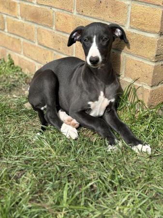 Image 4 of KC registered whippet puppies