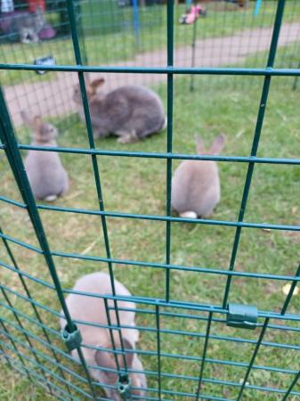 Image 2 of Stunning mini rex rabbits looking for new grass
