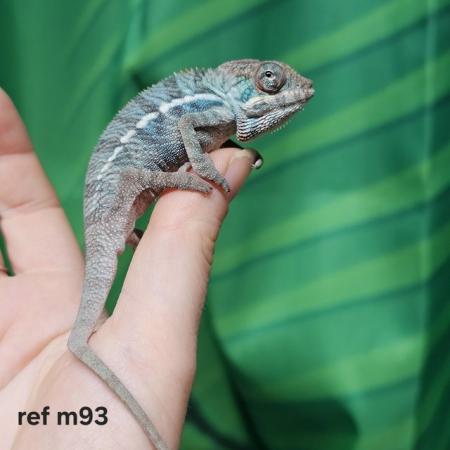 Image 4 of Baby true blue nosy be panther chameleon males