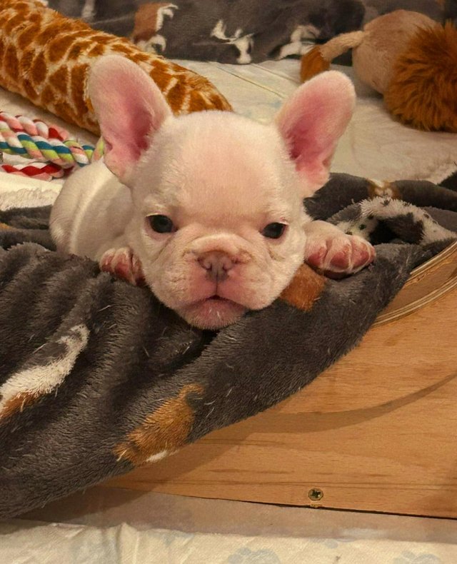 Preview of the first image of 9 weeks old platinum/white frenchies.