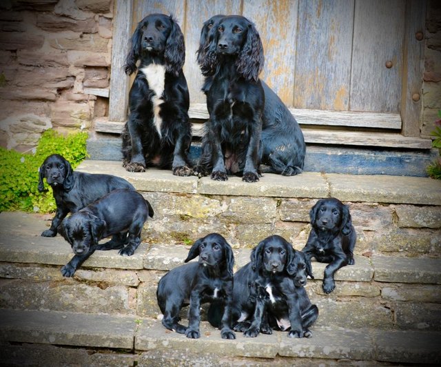 Preview of the first image of working cocker spaniel puppies for sale KCreg.
