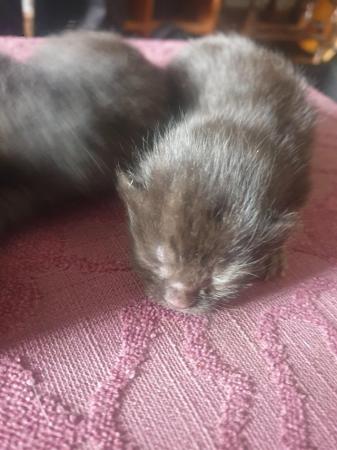 Image 3 of Kittens to reserve. Mother in pictures