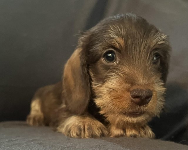 Preview of the first image of Beautiful miniature Wirehair dachshunds.