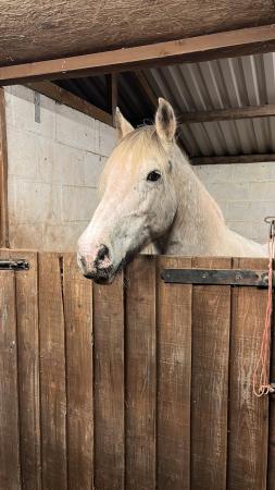 Image 3 of Happy Hacking Beautiful Cob Mare for sale