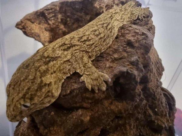 Image 5 of Leachianus 4-5 months old gecko for sale