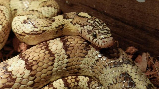 Image 4 of Various Kingsnakes (Florida, California, hybrids) and more