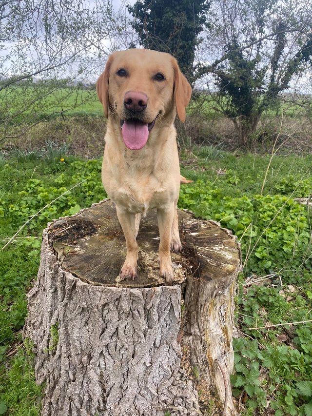 Preloved labrador hot sale rehome