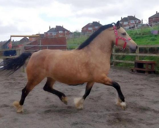Image 8 of County Standard Buckskin Mare, 4 Whites Drastically reduced*