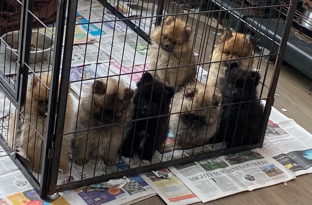 Image 6 of 12 week old Pomeranian Puppies. Royal Kennel Club Registered