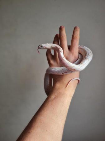 Image 5 of Adult male Palmetto Corn Snake