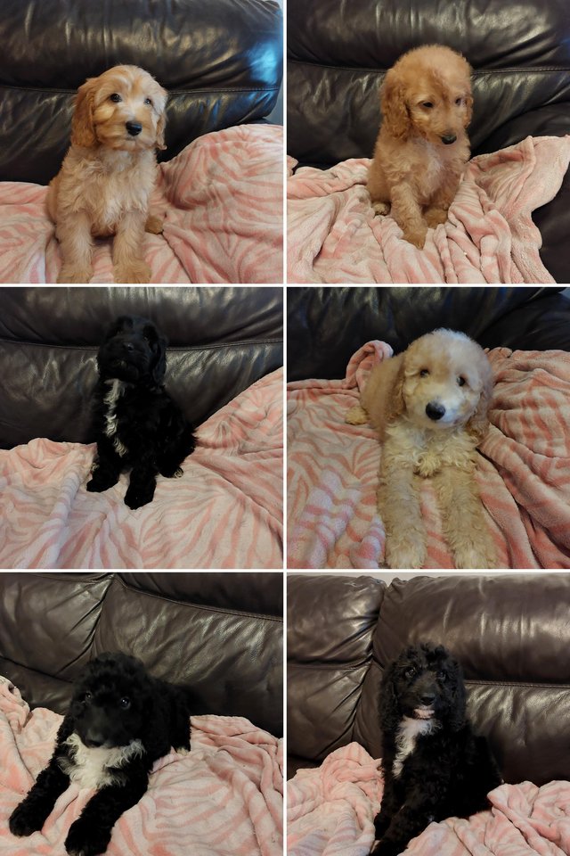 Preview of the first image of Gorgeous F1B Cockapoo Puppies.