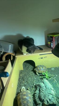 Image 3 of Two lovely Sulcata tortoises for sale