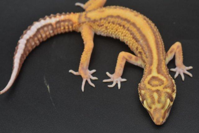 Preview of the first image of Tangerine Bold Stripe Tremper.