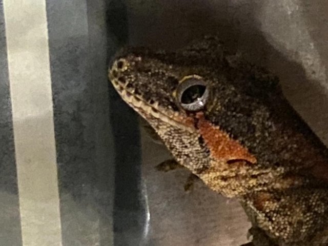 Preview of the first image of Breeding pair of Gargoyle Geckos and full set up.