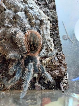 Image 5 of Variety of Tarantulas for sale