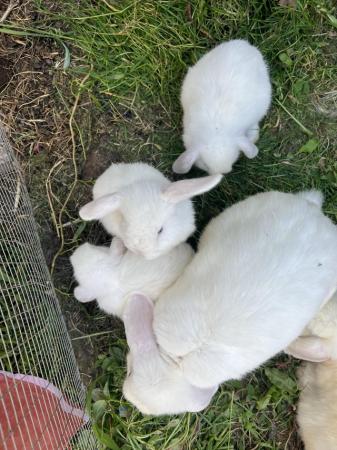 Image 2 of Rabbits for sale white colour