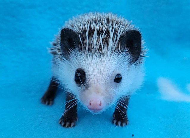 Preview of the first image of African Pygmy Hedgehog Male Hoglet.