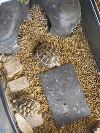 Image 4 of 3ys Hermann Female Tortoise's