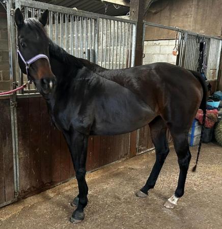 Image 2 of Gorgeous 16hh TB Mare Potential Dressage Prospect Brood Mare