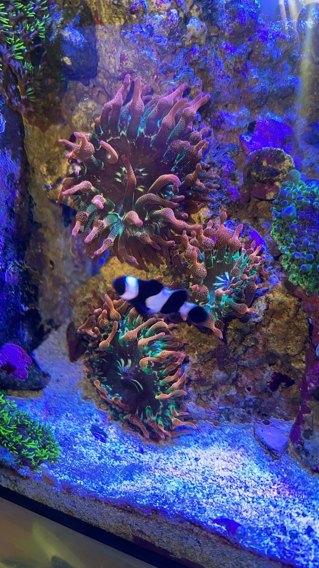 Preview of the first image of Marine Rose bubble tip anemones.