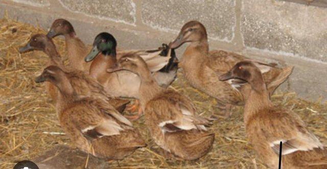 Preview of the first image of Beautiful Female Khaki Campbell Ducks.
