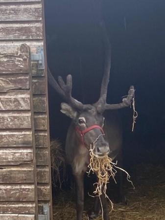 Image 4 of Two Male Reindeer for Sale